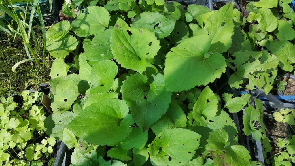 aster scaber aster scaber