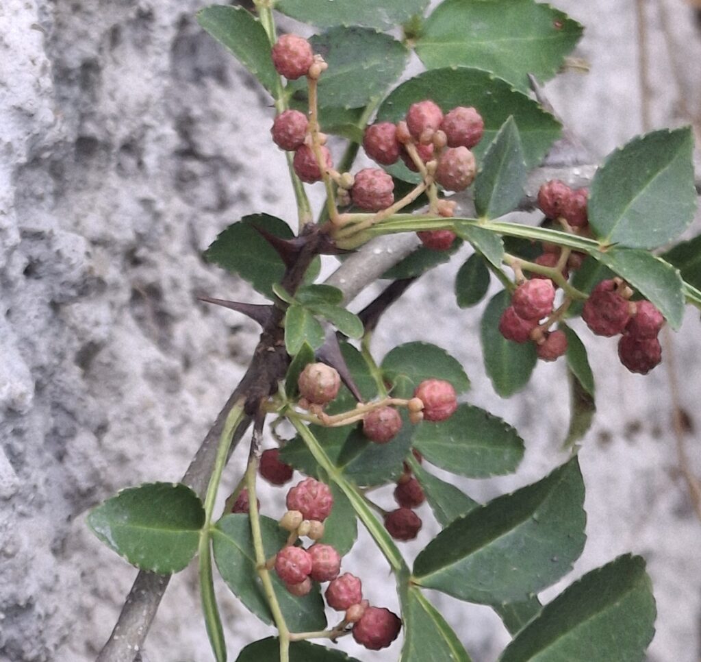 szechuan 1 szechuan 1