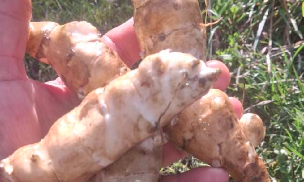 white fuseau white fuseau